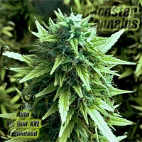 Auto Big Bud XXL Feminised (50 шт)